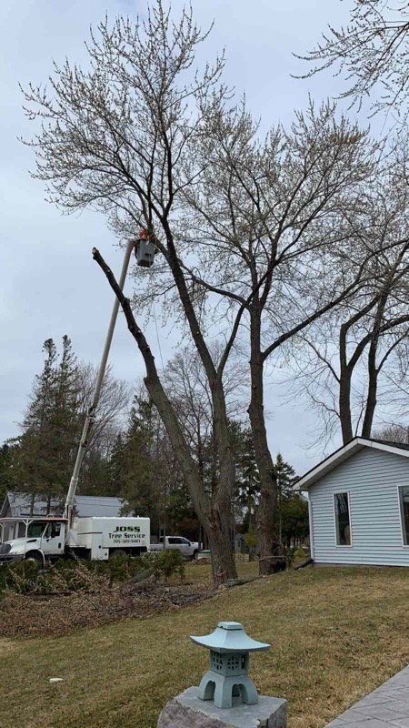 Joss Tree Service | 78 Logie St, Lindsay, ON K9V 5Y2, Canada | Phone: (705) 320-9483