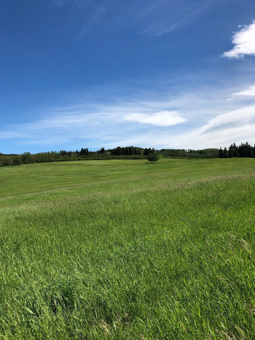 Rancho Costa Plenty | 198049 192st W, Priddis, AB T1S 2T7, Canada | Phone: (403) 999-5425