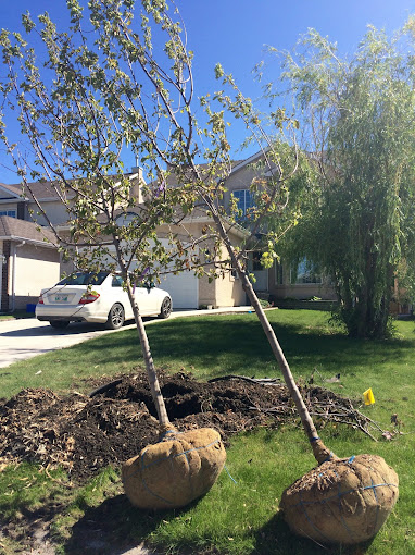 Green Drop Tree Care | 6660 Taylor Dr. #105, Red Deer, AB T4P 1Y3, Canada | Phone: (833) 928-8733