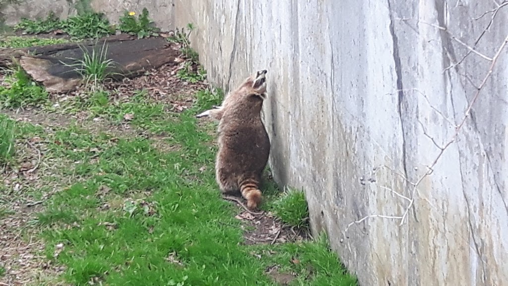 Raccoon Exhibit | 2000 Meadowvale Rd, Scarborough, ON M1B 5K7, Canada | Phone: (416) 392-5929