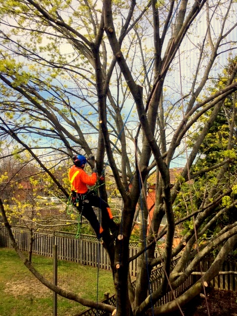 Aspirations Tree Care | 602 Peel St, Whitby, ON L1N 3Y8, Canada | Phone: (905) 668-1463