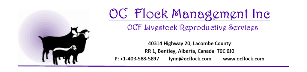 OC Flock Management Inc | 40314 AB-20, Bentley, AB T0C 0J0, Canada | Phone: (825) 250-3500