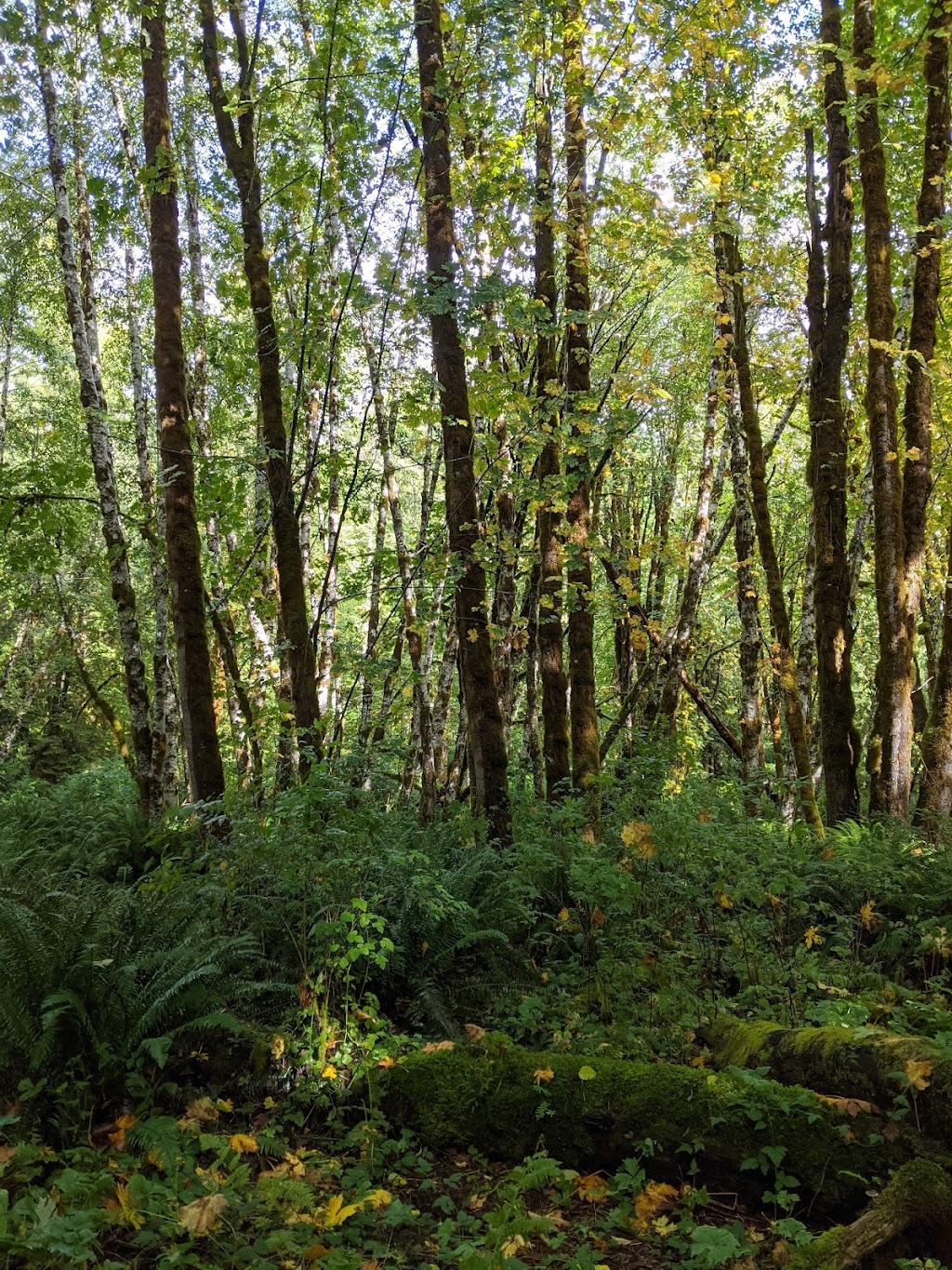 Fossli Park Trail | Unnamed Road, Alberni-Clayoquot D, BC V0R 2B0, Canada | Phone: (250) 720-2700