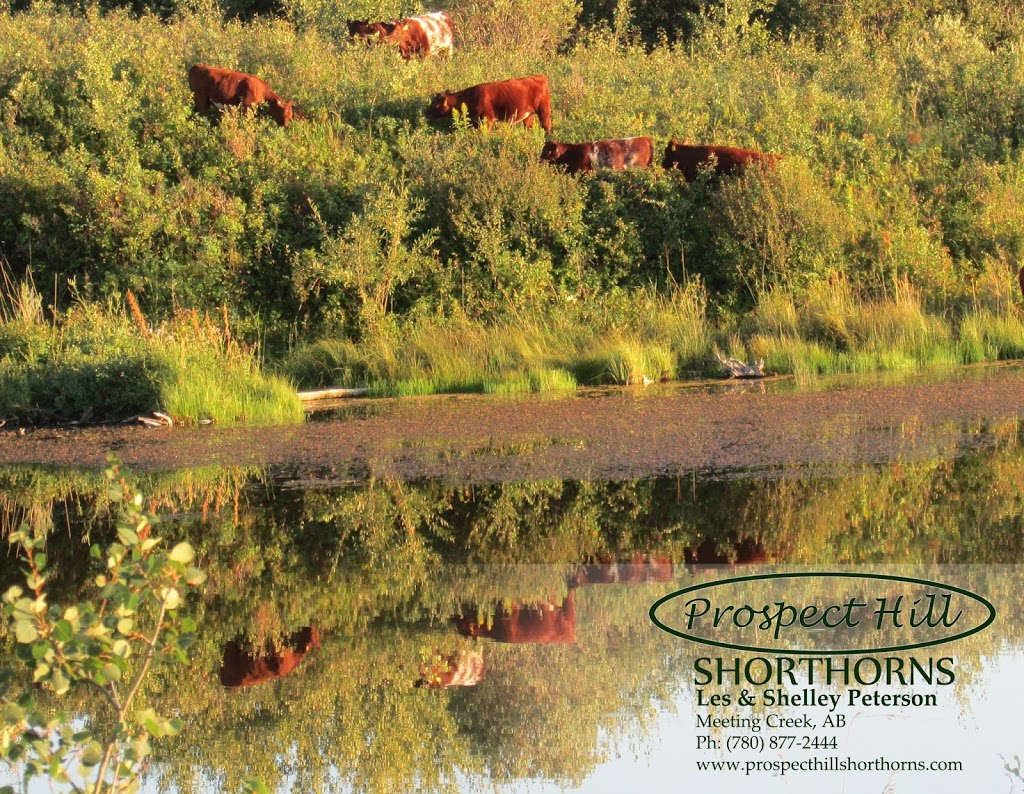 Prospect Hill Shorthorns | Township Rd 430, Meeting Creek, AB T0B 2Z0, Canada | Phone: (780) 877-2444