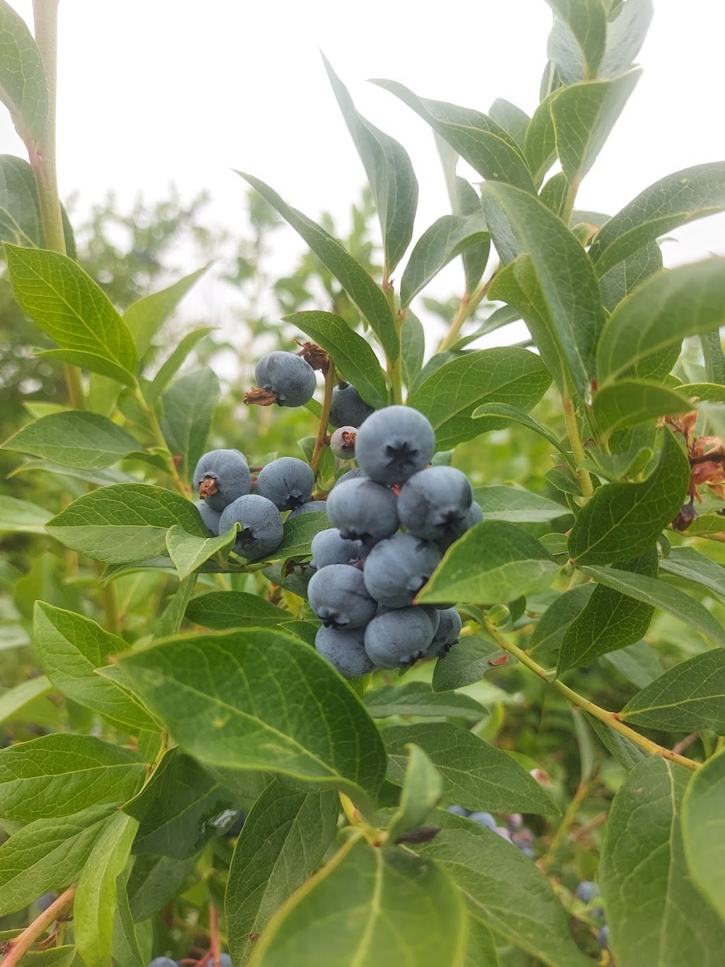 Cultus Lake Organic Blueberries | 1385 Frost Rd, Lindell Beach, BC V2R 4X8, Canada | Phone: (604) 858-5222