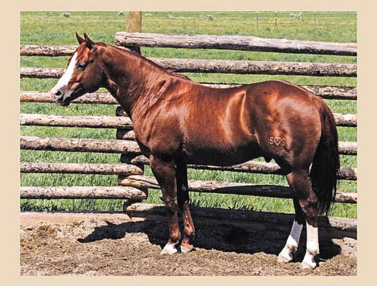 Fleetwood Farms Quarter Horses | 223053, AB-529, Champion, AB T0L 0R0, Canada | Phone: (403) 423-0158