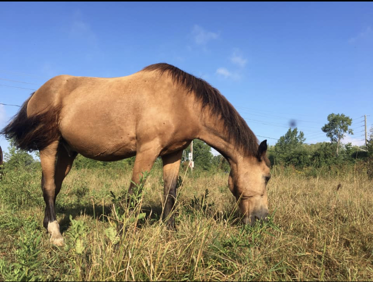 Equestrian Riding Center Bonanza | 65 Chem. de lÉquerre, Laval, QC H7L 1W3, Canada | Phone: (450) 625-6031