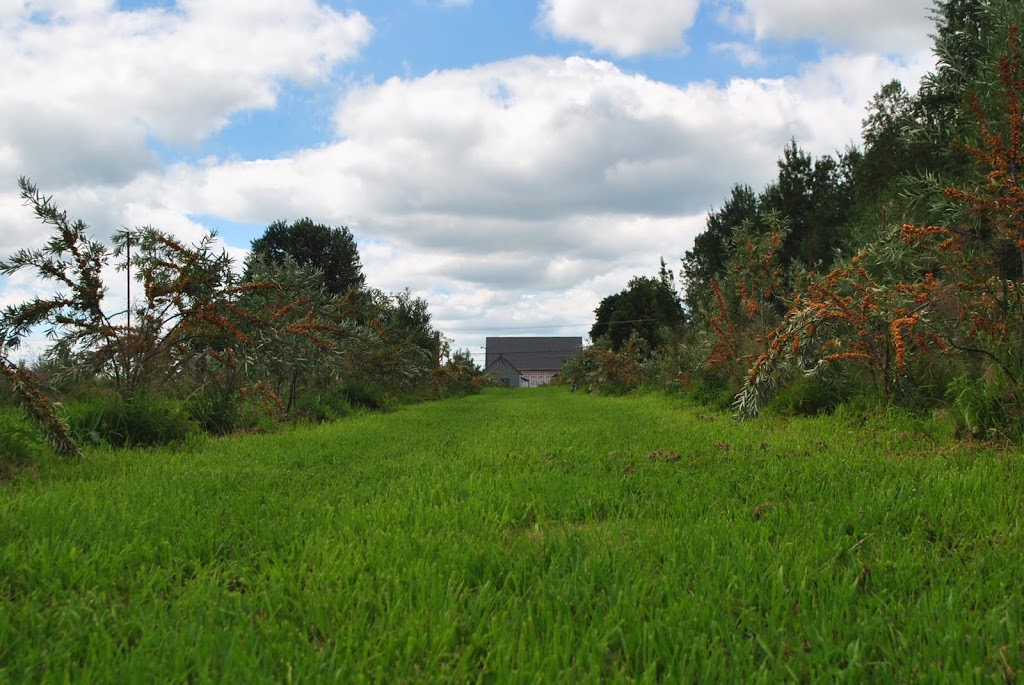 Ferme Majolimé - Argousier biologique | 530 Route 261, Saint-Sylvère, QC G0Z 1H0, Canada | Phone: (819) 609-2129