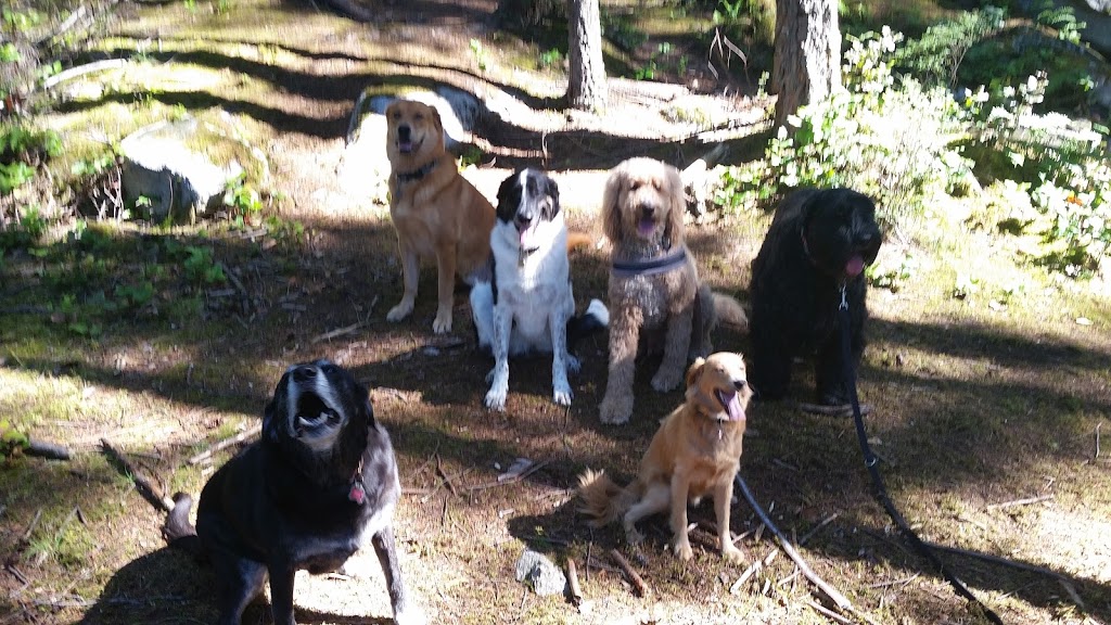 Dog Fit Dog Walking | 4564 Woodgreen Dr, West Vancouver, BC V7S 2V2, Canada | Phone: (778) 319-8432