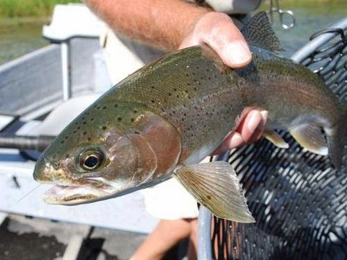 Bow River Hookers Fly Fishing Adventures | 126 Bridlecreek Terrace SW, Calgary, AB T2Y 3N8, Canada | Phone: (866) 974-8522