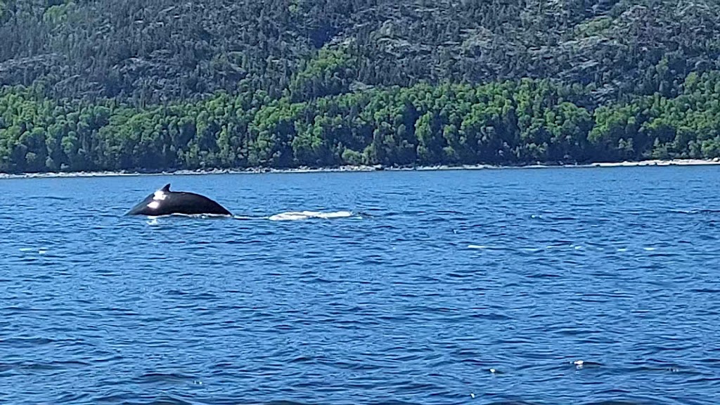 Croisières AML | Billetterie Baie-Sainte-Catherine | 159 QC-138, Baie-Sainte-Catherine, QC G0T 1A0, Canada | Phone: (866) 856-6668