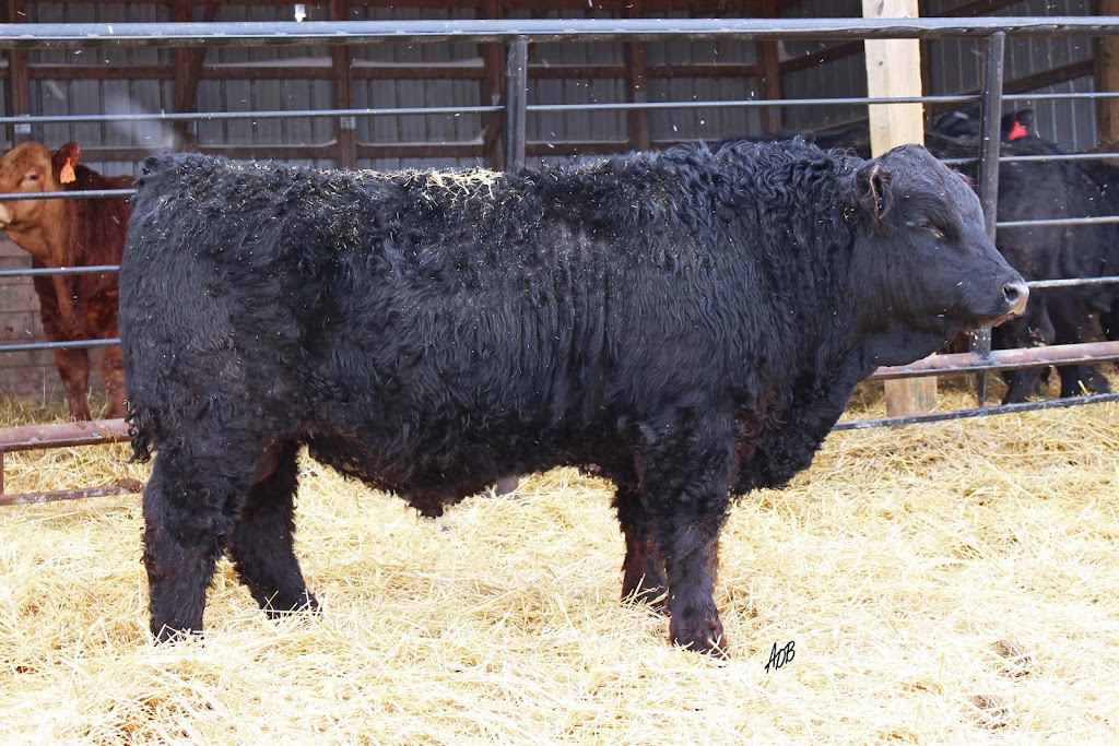 Van De Velde Cattle | Box 72, Mariapolis, MB R0K 1K0, Canada | Phone: (204) 825-4289