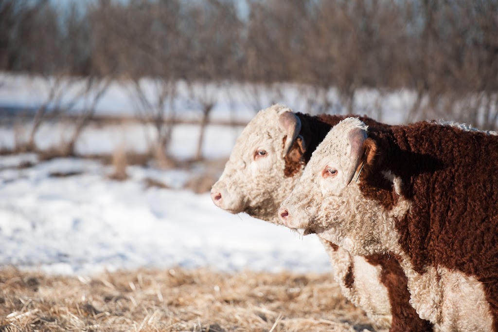 Little Poplar Grove Herefords | 41377 AB-855, Forestburg, AB T0B 1N0, Canada | Phone: (780) 385-1306