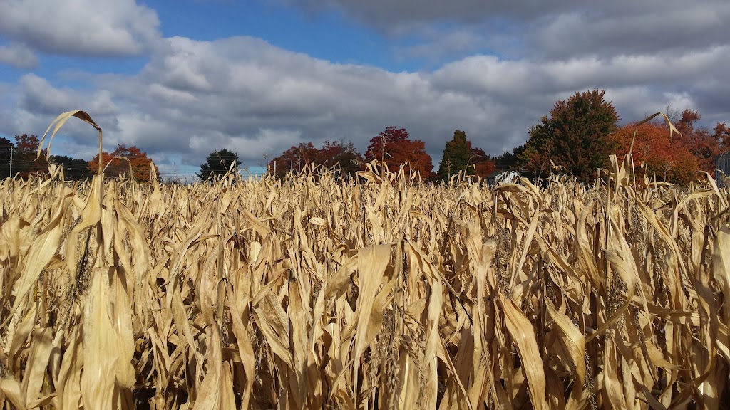 Evans Family Farm Market | 13808 Nova Scotia Trunk 1, Wilmot, NS B0P 1W0, Canada | Phone: (902) 825-3878