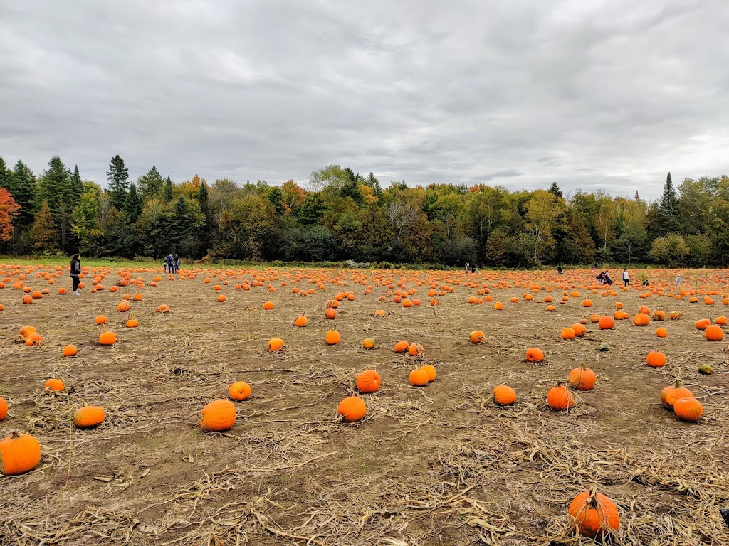 Coopers CSA Farm & Maze | 266 Ashworth Rd, Zephyr, ON L0E 1T0, Canada | Phone: (905) 830-4521