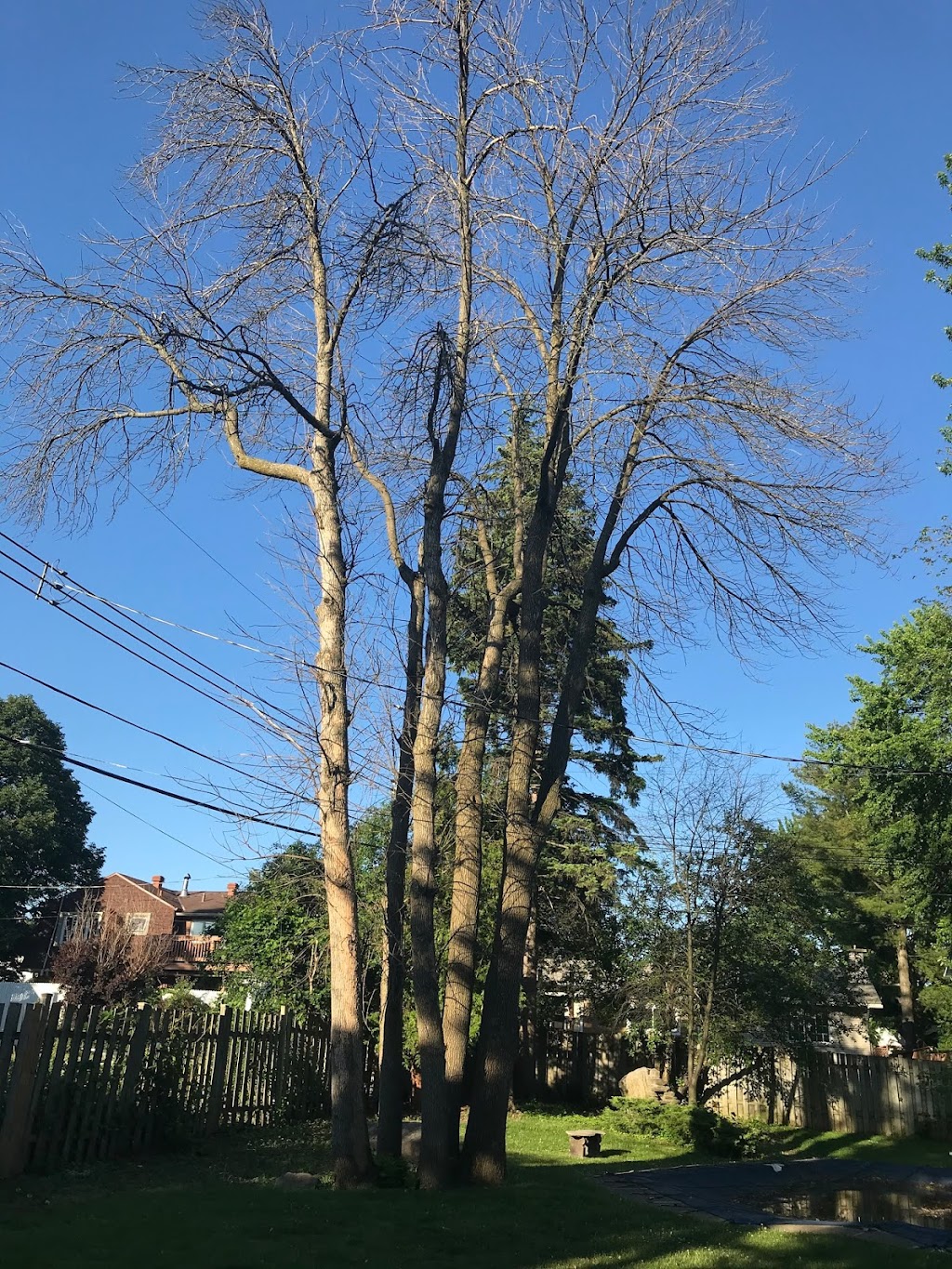 TAS Tree Removal & Pruning | 20 Rue de Lausanne, Kirkland, QC H9H 3Y6, Canada | Phone: (514) 701-2684