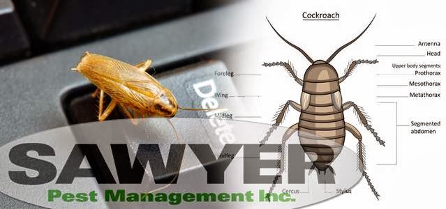 Sawyer Pest Management Inc. | 579 Rosecliffe Terrace, London, ON N6K 3Y2, Canada | Phone: (519) 661-6886