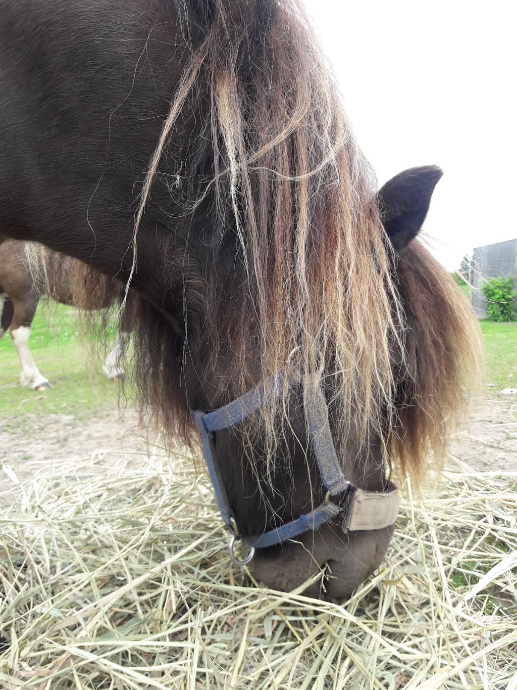 PrimRose Donkey Sanctuary | 1296 Bowmanton Rd, Roseneath, ON K0K 2X0, Canada | Phone: (905) 352-2772