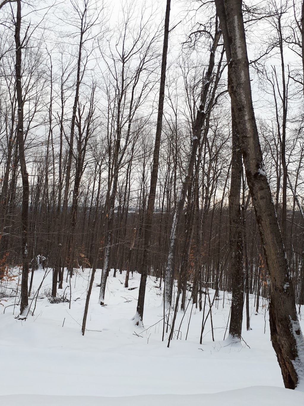 Sentier Massawippi Trail | 85-81 Côte du Piémont, Sainte-Catherine-de-Hatley, QC J0B, Canada