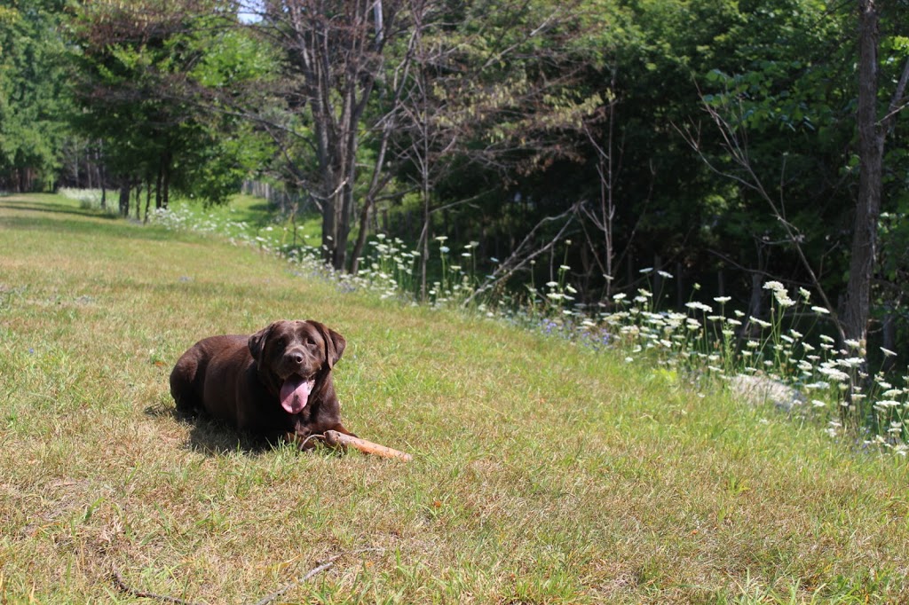 Iron Horse Boarding Kennel | 10 Subway Rd, Tiny, ON L0K 2E1, Canada | Phone: (705) 528-3206