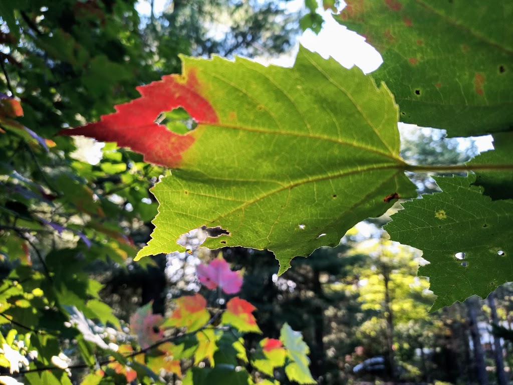 Philippe Waterloos - Photographe à Saint Élie de Caxton | 250 Rue Marie-Josée, Saint-Élie-de-Caxton, QC G0X 2N0, Canada | Phone: (844) 334-0075