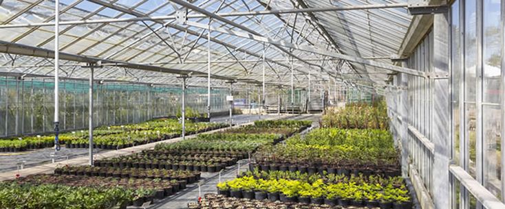 Plumeria Nursery | 7181 264 St, Langley Twp, BC V4W 1P8, Canada | Phone: (604) 615-0466