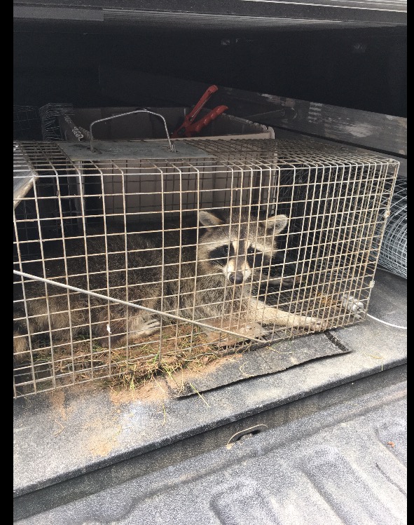 Gunning Ontario Wildlife Removal & Pest Control | 124 Ottawa Avenue, Woodstock, ON N4T 0H9, Canada | Phone: (519) 421-2677