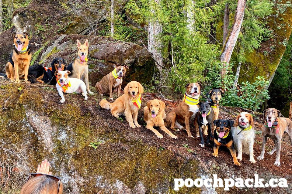 Pooch Pack Adventures | 3312 Hammond Bay Rd, Nanaimo, BC V9T 1E6, Canada | Phone: (250) 619-8241