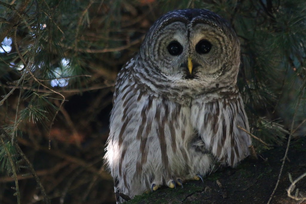 OWL Orphaned Wildlife Rehabilitation Society | 3800 72 St, Delta, BC V4K 3N2, Canada | Phone: (604) 946-3171