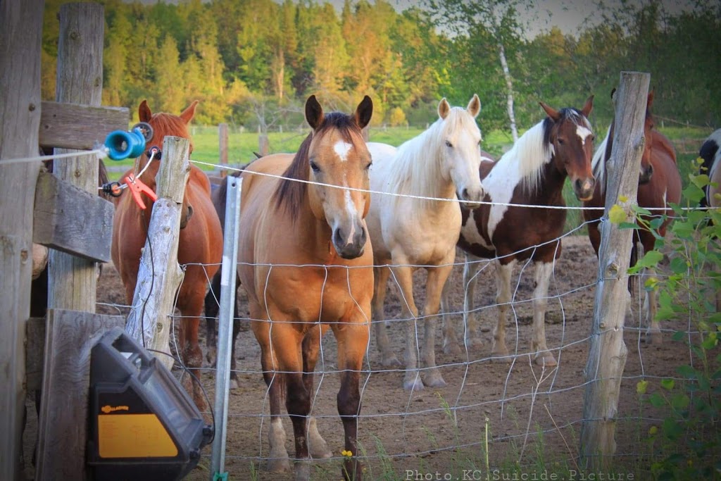 Ranch thérapeutique cheval de soie | 580 Chemin du Sanctuaire, Sherbrooke, QC J1H 0E1, Canada | Phone: (819) 620-3377