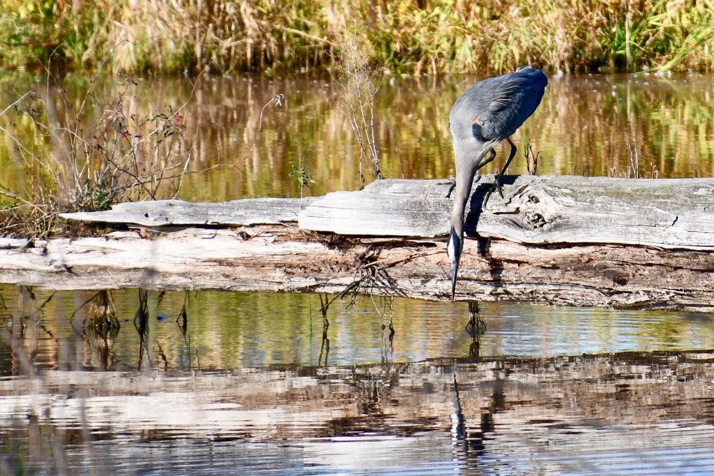 Charles Richardson Nature Reserve | Surrey, BC V4N 5K8, Canada