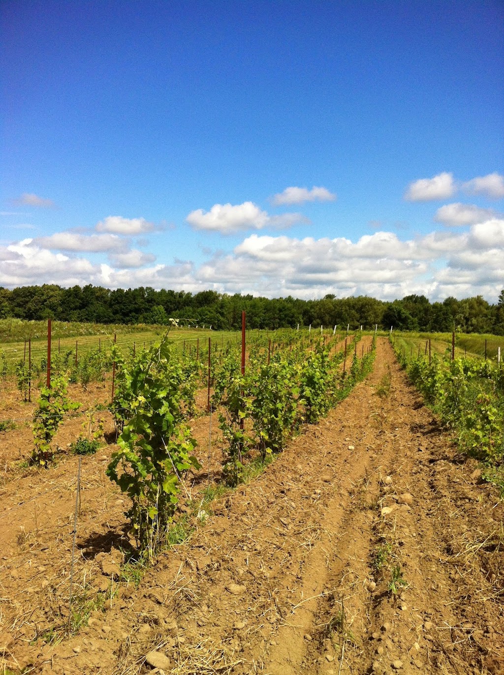 Cape Vineyards | 4203 County Rd 8 RR#4, Picton, ON K0K 2T0, Canada | Phone: (613) 476-7770
