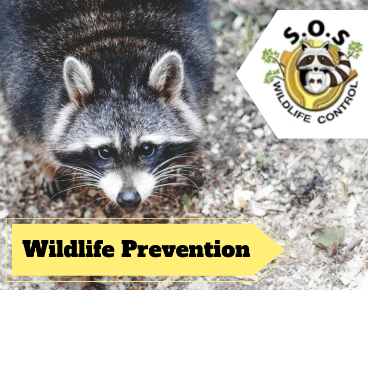 Markham Wildlife Removal | 9306 Bathurst St, Maple, ON L6A 4N9, Canada | Phone: (905) 218-3562