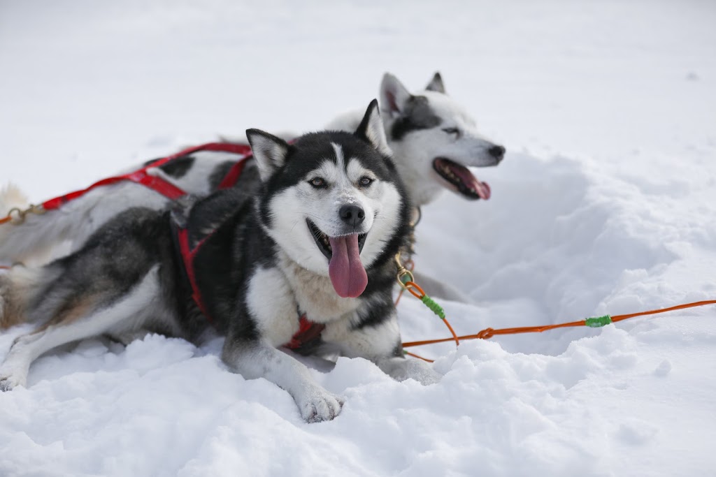 Mont-Tremblant Dogsledding | 121 Chemin de lAlbatros, Mont-Tremblant, QC J8E 1S1, Canada | Phone: (819) 681-5519