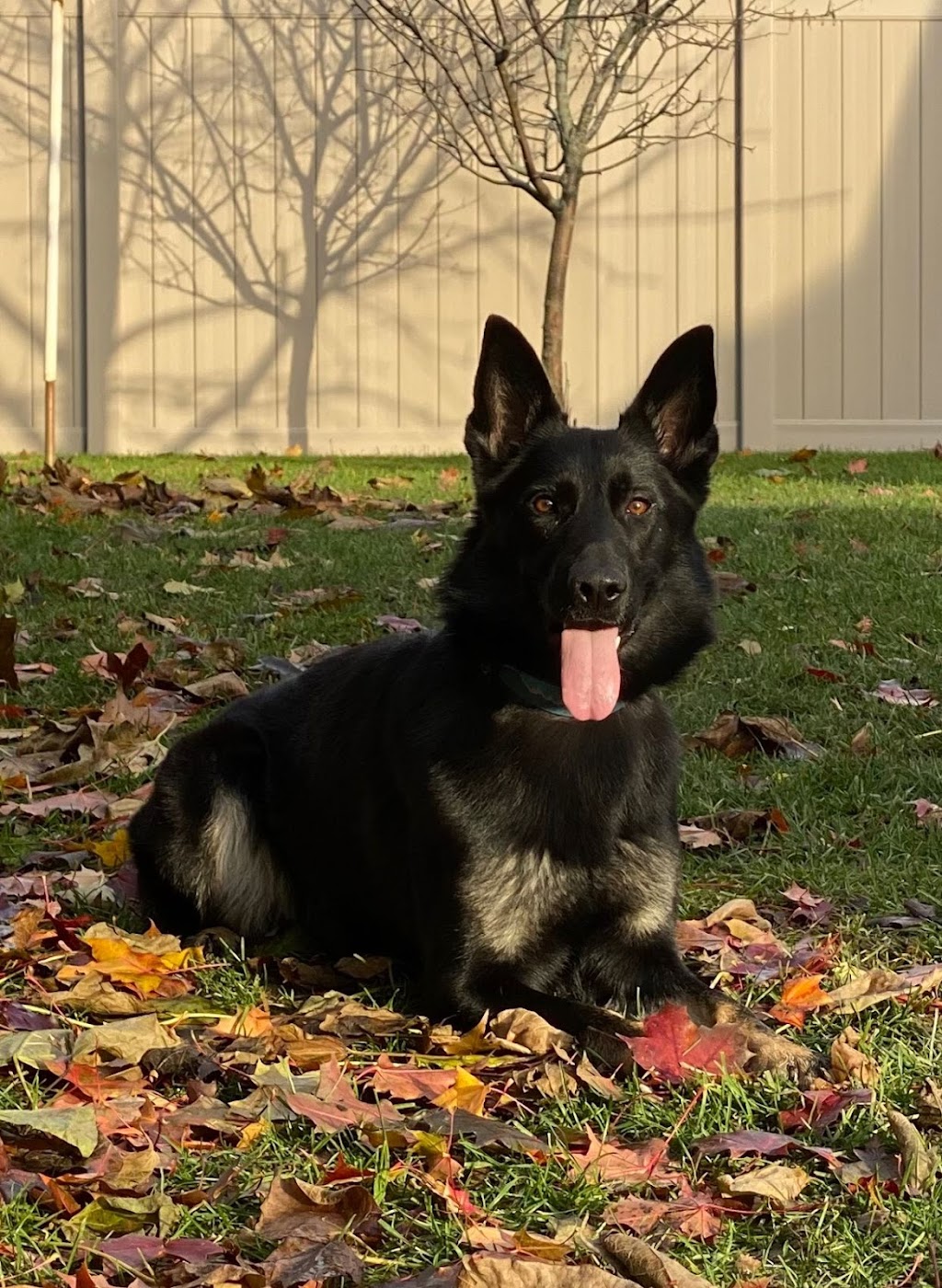 Varkena Kennel - German Shepherd Puppies | 999 Granite Ct, Kingston, ON K7M 8W9, Canada | Phone: (647) 336-9815