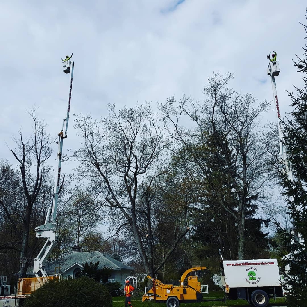 Shorthills Tree Service inc | 400 Chantler Rd, Welland, ON L3B 5N8, Canada | Phone: (905) 892-0261