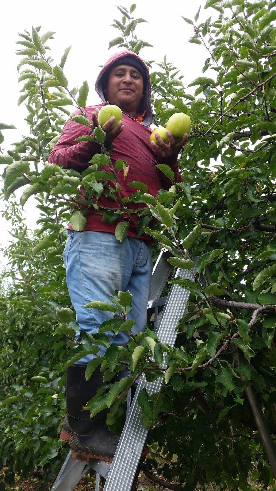 Lankhuijzen Farms | 52396 Vienna Line, Aylmer, ON N5H 2R2, Canada | Phone: (519) 765-1561