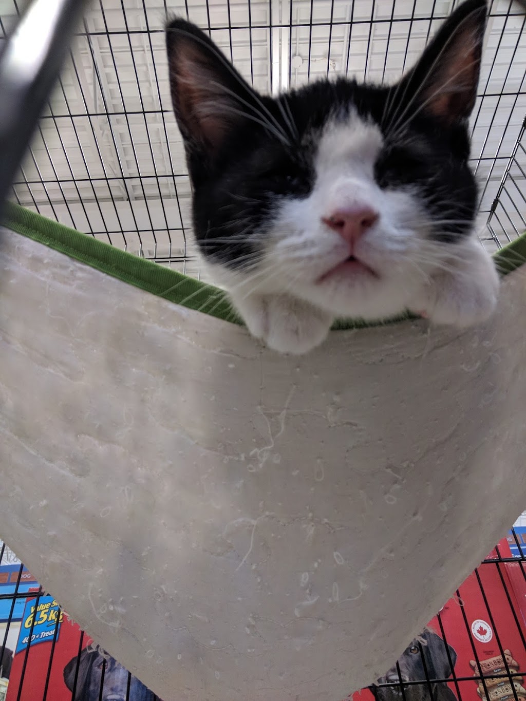 PetSmart | 65 4th Ave Unit C-1, Orangeville, ON L9W 1G7, Canada | Phone: (519) 942-4950