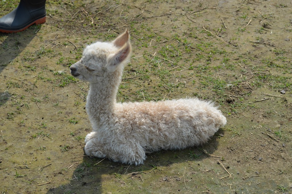 COLD SPRINGS ALPACAS | 8480 Cold Springs Camp Rd, Campbellcroft, ON L0A 1B0, Canada | Phone: (416) 579-3549