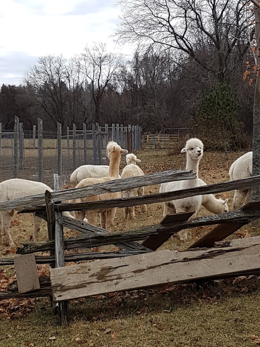 Wilhaven Ridge Alpacas | 1620 Wilhaven Dr, Cumberland, ON K4C 1M9, Canada | Phone: (613) 833-3227