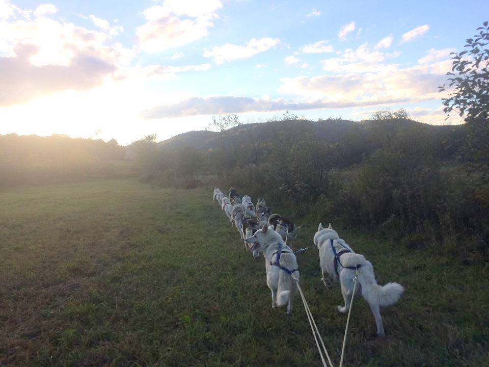 Chiens de traîneau Gatineau Sled Dogs | 10 Mnt Dumouchel, Thurso, QC J0X 3B0, Canada | Phone: (819) 983-2410