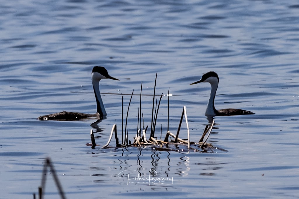 Frank Lake - Ducks Unlimited Conservation Site | Township Rd 190, Blackie, AB T0L 0J0, Canada | Phone: (403) 465-3310