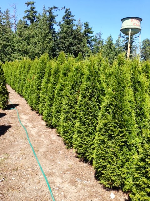 Kimoff Wholesale Nursery | 6656 Welch Rd, Saanichton, BC V8M 1W6, Canada | Phone: (250) 544-2297