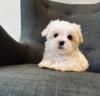 Bichon Snowbelle | 725 Rang Ste Thérèse, Saint-Rémi, QC J0L 2L0, Canada | Phone: (450) 454-7009