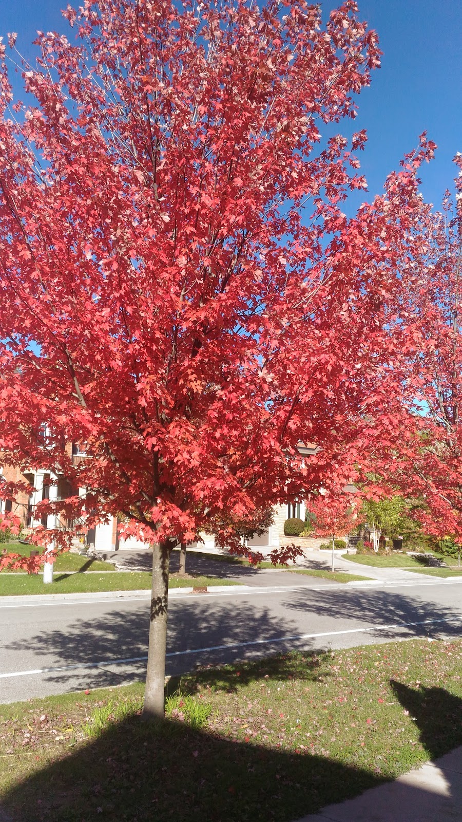 Moraine Park | 4K7, Oak Ridges Trail, Richmond Hill, ON L4E 4K7, Canada