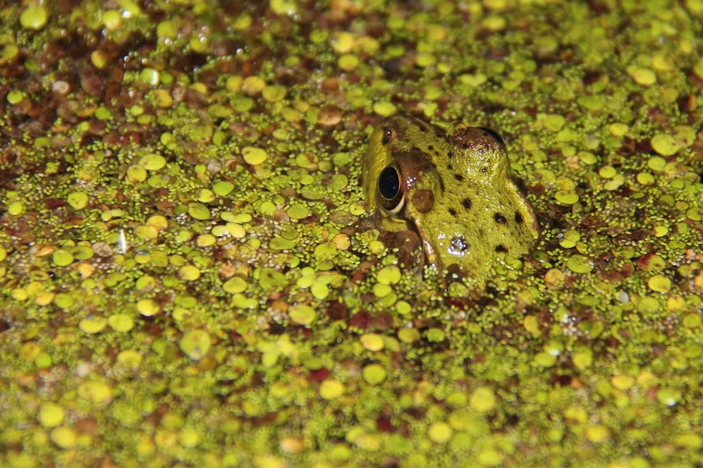 Imagine the Marsh Conservation Area | DEyncourt St, Lakefield, ON K0L 2H0, Canada | Phone: (705) 745-5791