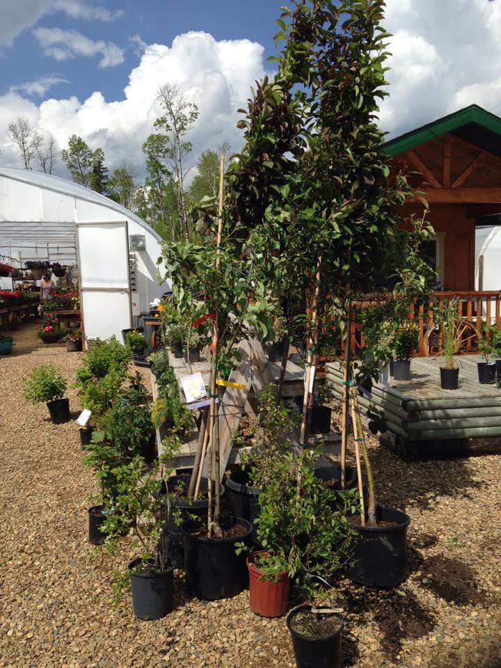 Bellis Garden and Greenhouses | 60106 Range Rd 152, Bellis, AB T0A 0J0, Canada | Phone: (780) 636-2669