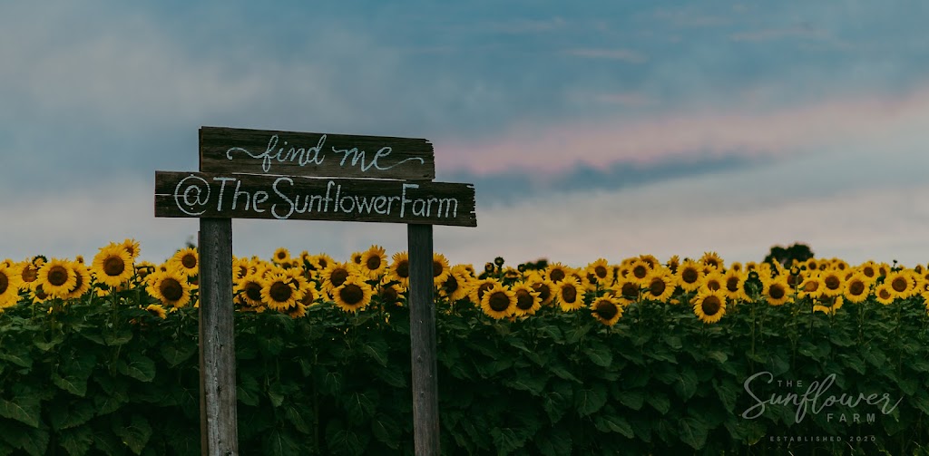 The Little Sunflower Farm | 347 Lindsay St S, Lindsay, ON K9V 4R4, Canada | Phone: (416) 316-9543