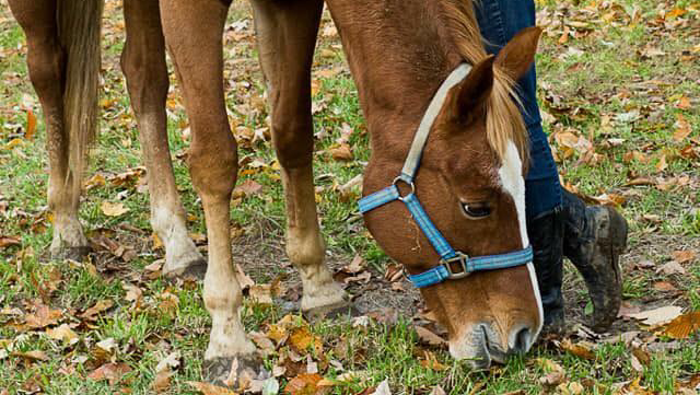 Darkin Riding Stables | 6253 Brown Rd, Port Burwell, ON N0J 1T0, Canada | Phone: (519) 280-1819