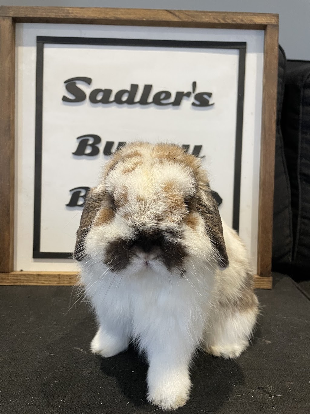 Sadlers Bunny Barn | 70 Honey Bend, Central Elgin, ON N5R 0H7, Canada | Phone: (226) 236-0305